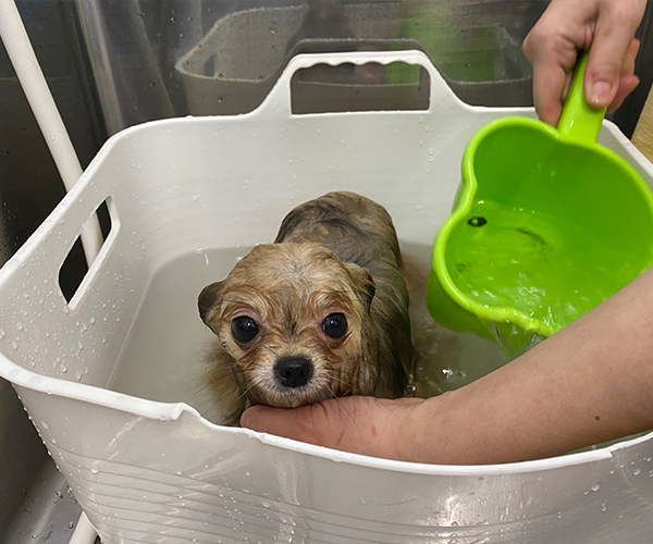 寝そべる子犬たち