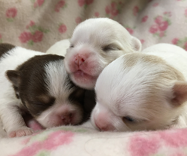 寝そべる子犬たち